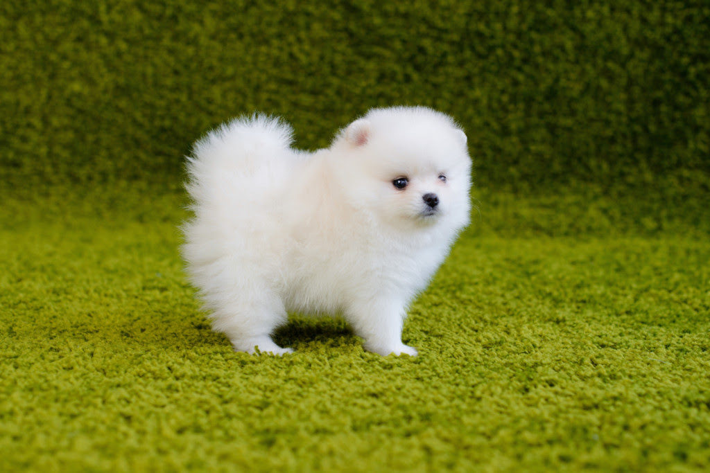 これを見ればポメラニアンの全部が分かる 可愛い家族を大切にする飼い主のための豆知識 愛犬とpochipochi
