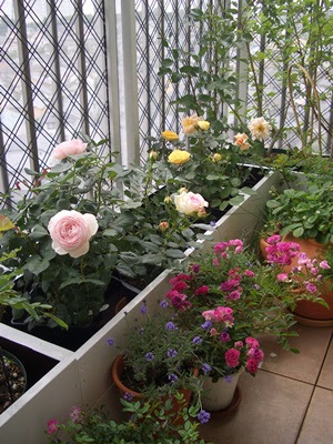 ６月の日記 ベランダのバラ Cocochi ここちよい暮らし ほっとする空間