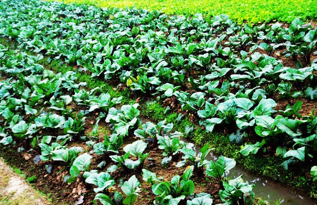 红菜苔的栽培技术 农村致富网
