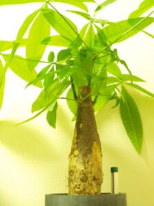 パキラの植え替え方法 時期や土 道具はどうする
