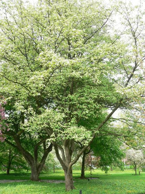 Image Result For Family Name Garden
