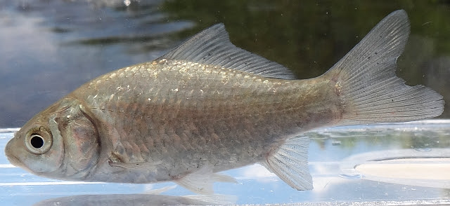 日本淡水魚 フナ類 ギンブナ