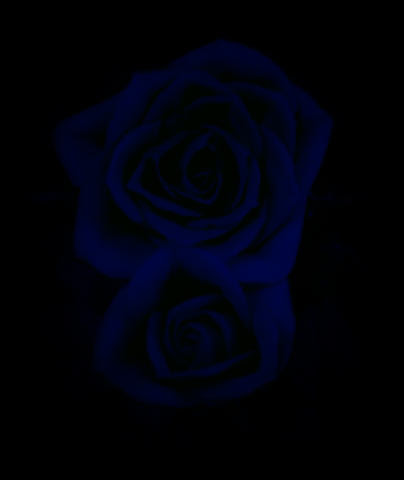 青い薔薇 黒マテリア