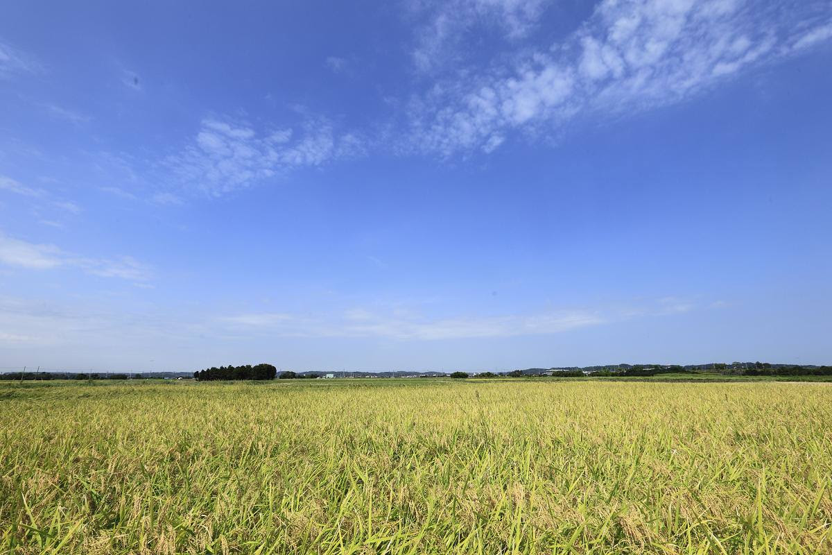 千葉県の農家を撮影に デザインディレクター 間島の仕事 長野県上田市のデザイン事務所