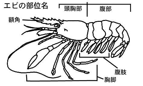 エビという生き物 エビ人生