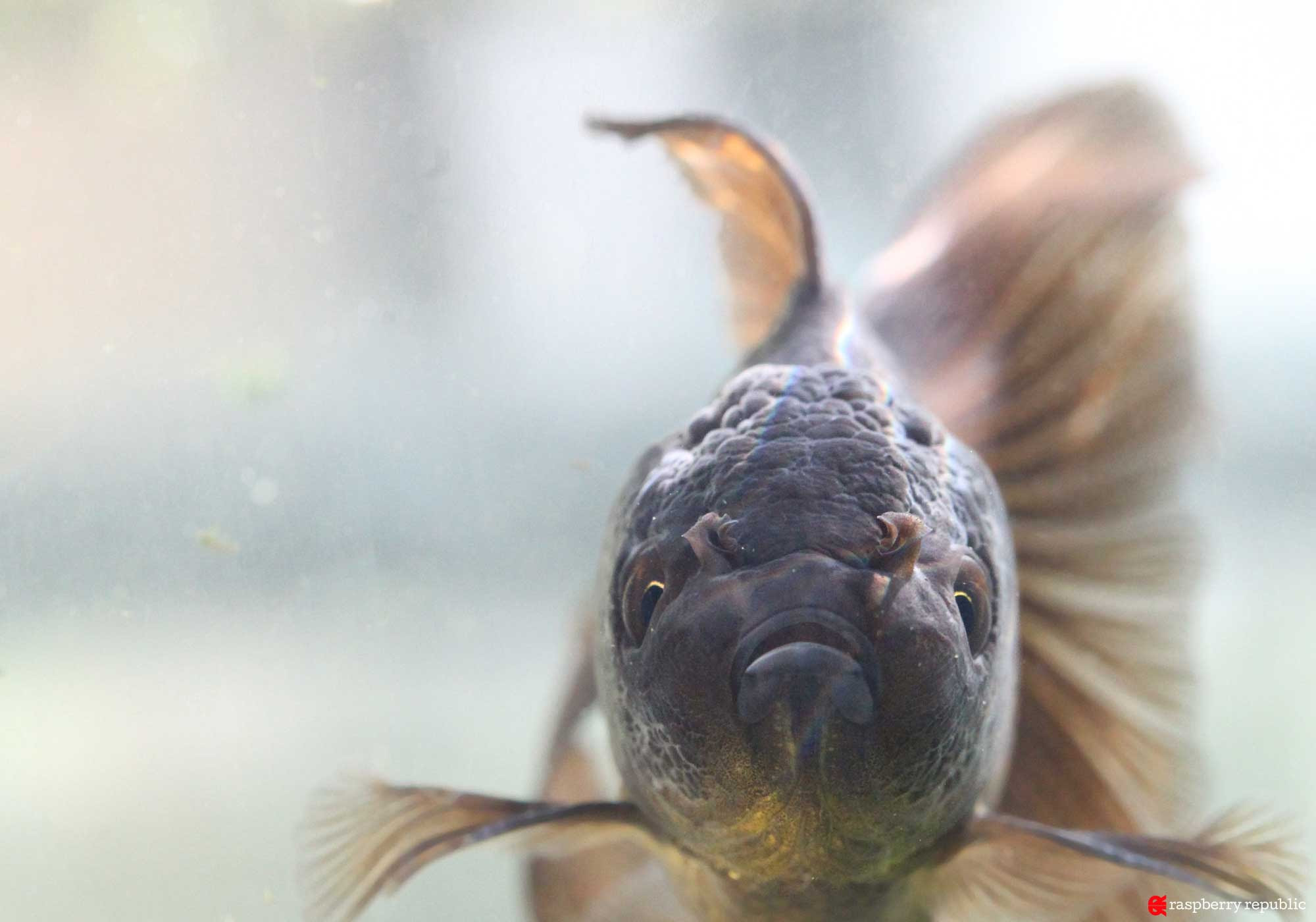 金魚は目が悪いとか思ってる人 ちょっと集合 金魚飼育マニュアル 木苺共和国