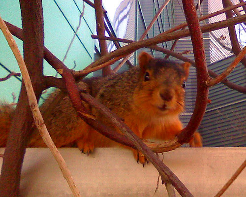 the other red squirrel