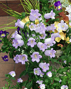 花 カンパニュラ 6月15日の花と花言葉 カンパニュラ 魅る魅るガーデニング