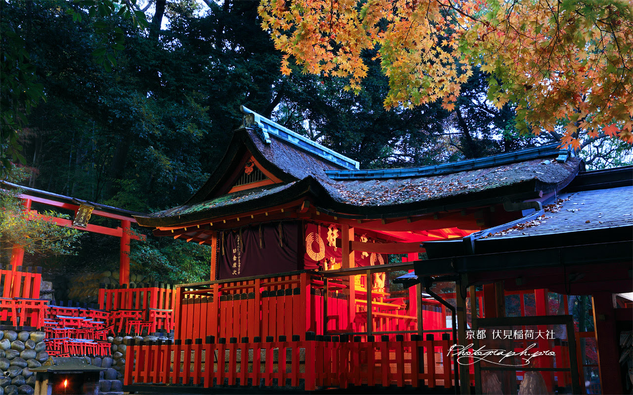 伏見稲荷大社奥社の黄葉 の壁紙 1280x800