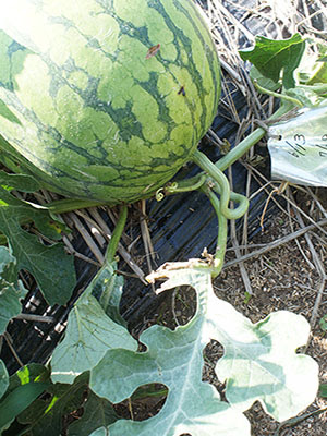 今年のスイカはちょっと変 のぶさんの野菜の時間ですよ