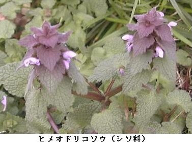 フォトエッセイ 春の野草たち
