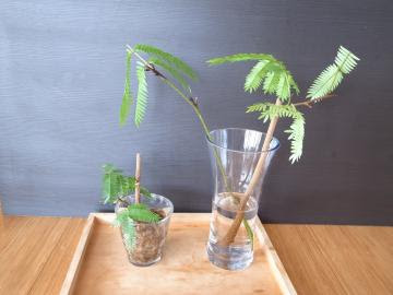 たのしいまいにち エバーフレッシュの挿し木 成功か