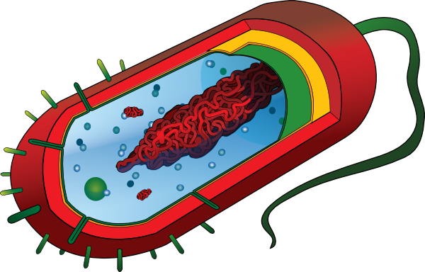 Bacterial Cell No Labels Clip Art at Clker.com - vector clip ...