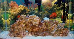 Saltwater Aquarium