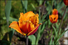 Frilly Tulip