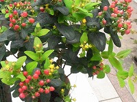 ８月２７日の誕生花 ヒペリカムの花言葉 きらめき 花がはかなく散る 悲しみは続かない 弥生おばさんのガーデニングノート 花と緑の365日 楽天ブログ