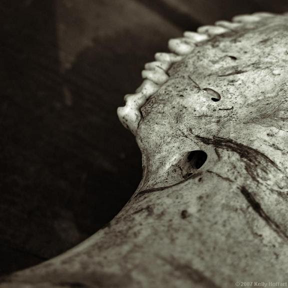 Teeth