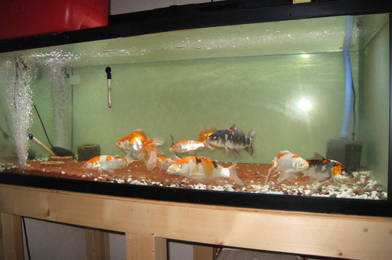 錦鯉水槽写真館 錦鯉飼育サイト コイパーク Koipark