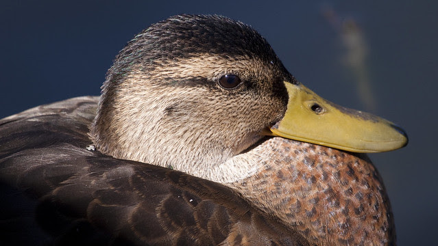 moulting male mallard