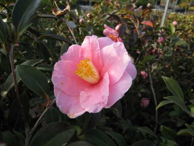 見る人を笑顔にしてくれるハルサザンカ 笑顔 えがお を植え付け ムラウチドットコム社長 村内伸弘のブログが好き