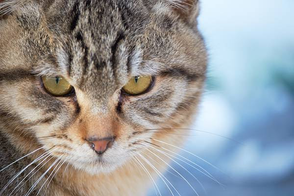 猫が猛犬に体当たり 飼い主の子ども救う 中国雑技 アジアン芸術のエキスパート 株式会社雅夢
