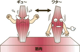 筋肉がコリ固まって硬くなる理由