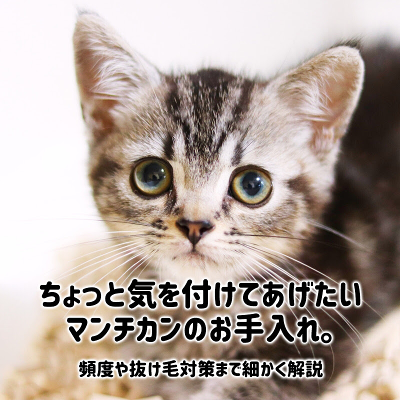 ちょっと気を付けてあげたいマンチカンのお手入れ 頻度や抜け毛対策まで細かく解説