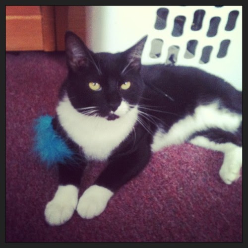 Eli with a feather toy attached to him xD #cat