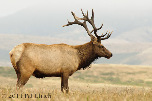 Bull tule elk - Pat Ulrich Wildlife Photography