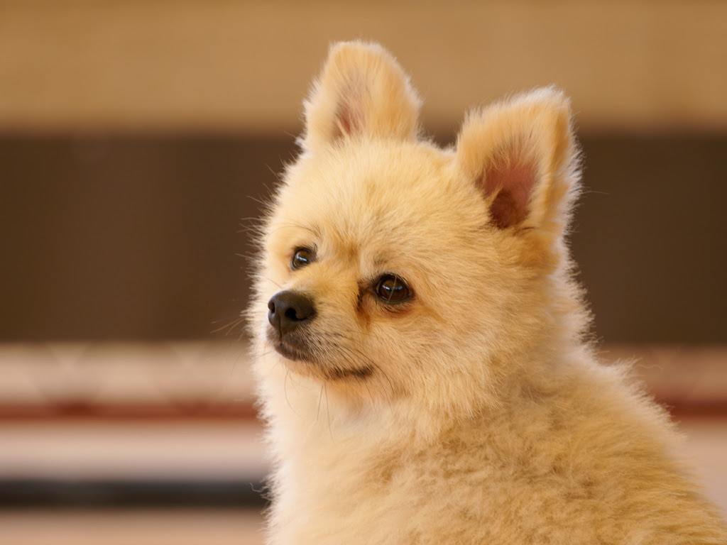犬 無料写真素材ならフリー素材タウン