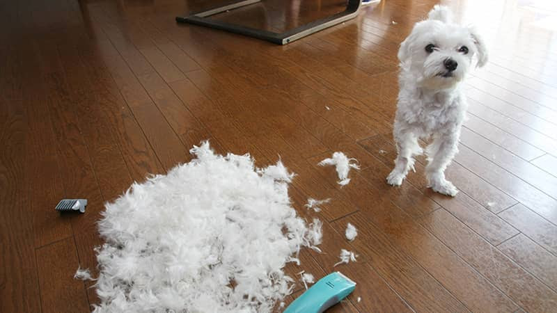 犬用バリカンで愛犬の毛玉を根こそぎカット ペトハピ Pet Happy