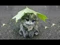 [最も欲しかった] 可愛い 子猫 写真 273195-子猫 可愛い 写真