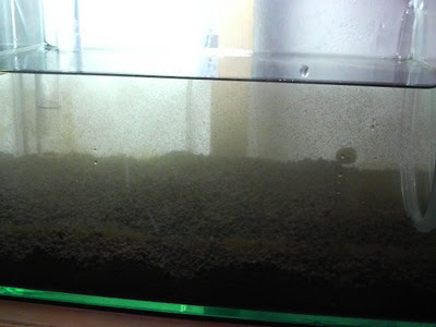 ソイルの入れ替えパート２ アクアな日々