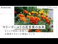 上 マリーゴールド 白 花言葉 153424-マリーゴールド 白 花言葉
