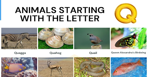 Q Alphabet Animal Name / This site is hosted at multiple locations for redundancy should any go down.