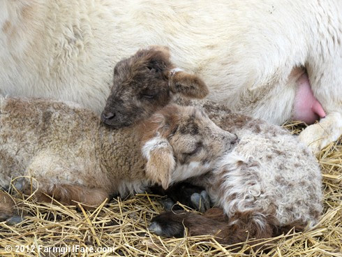Close up lamb cute 3 - FarmgirlFare.com