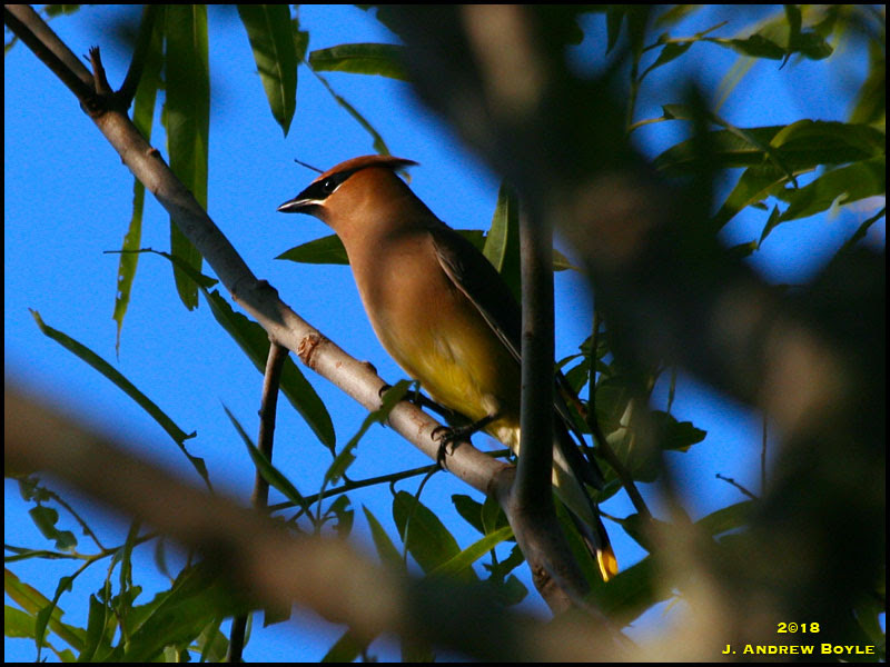 Cedar Waxwing