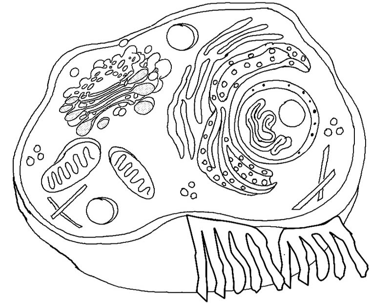 Free Animal Cell Cliparts Download Free Animal Cell Cliparts Png Images Free Cliparts On Clipart Library