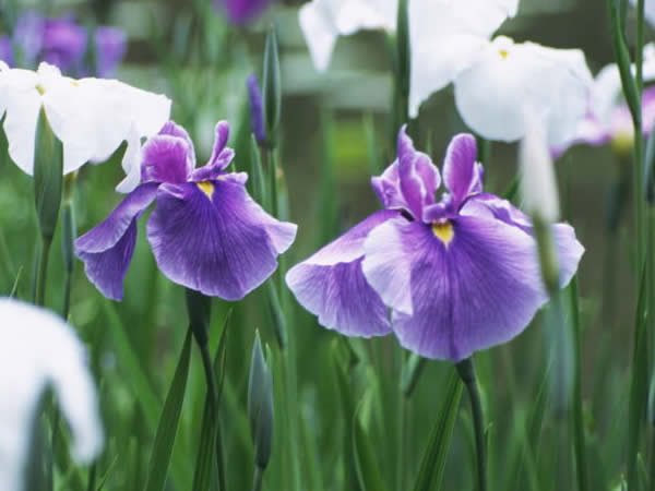 ５月２０日 花菖蒲 はなしょうぶ ３６６日への旅 誕生花編 今日は誕生花