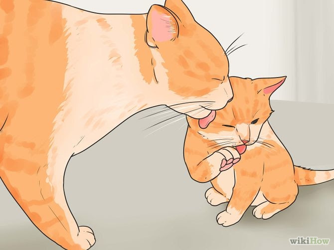 Tell How Old a Kitten Is Step 7 Version 2.jpg