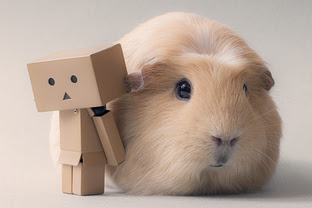 世界で一番可愛いモルモット Booboo をあなたは知っているか Netgeek
