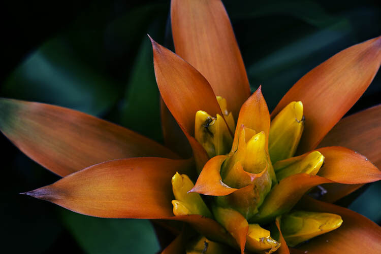 2-fitzroy-gardens-succulent-marco-fineart