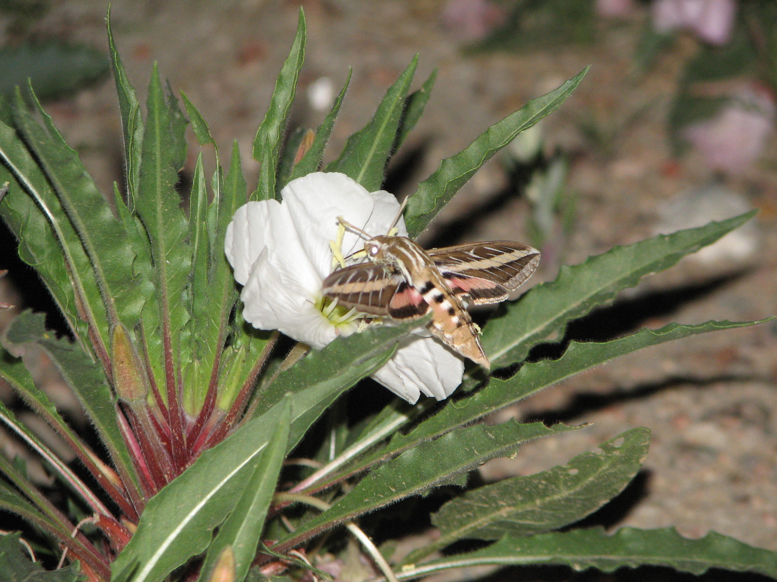 My Chicago Botanic Garden Tag Archive pollination