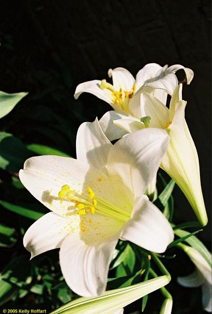 White Lilies