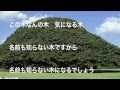 いろいろ 壁紙 日立 の 木 297235