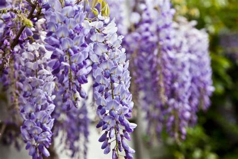 climbing plants climb climbing plants hgtv