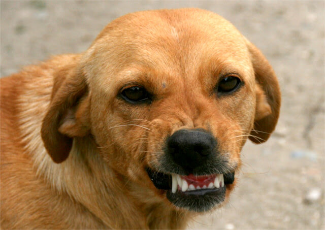 愛犬の散歩中に見られるトラブルとしつけ方