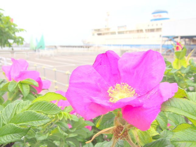 ハマナス花散歩