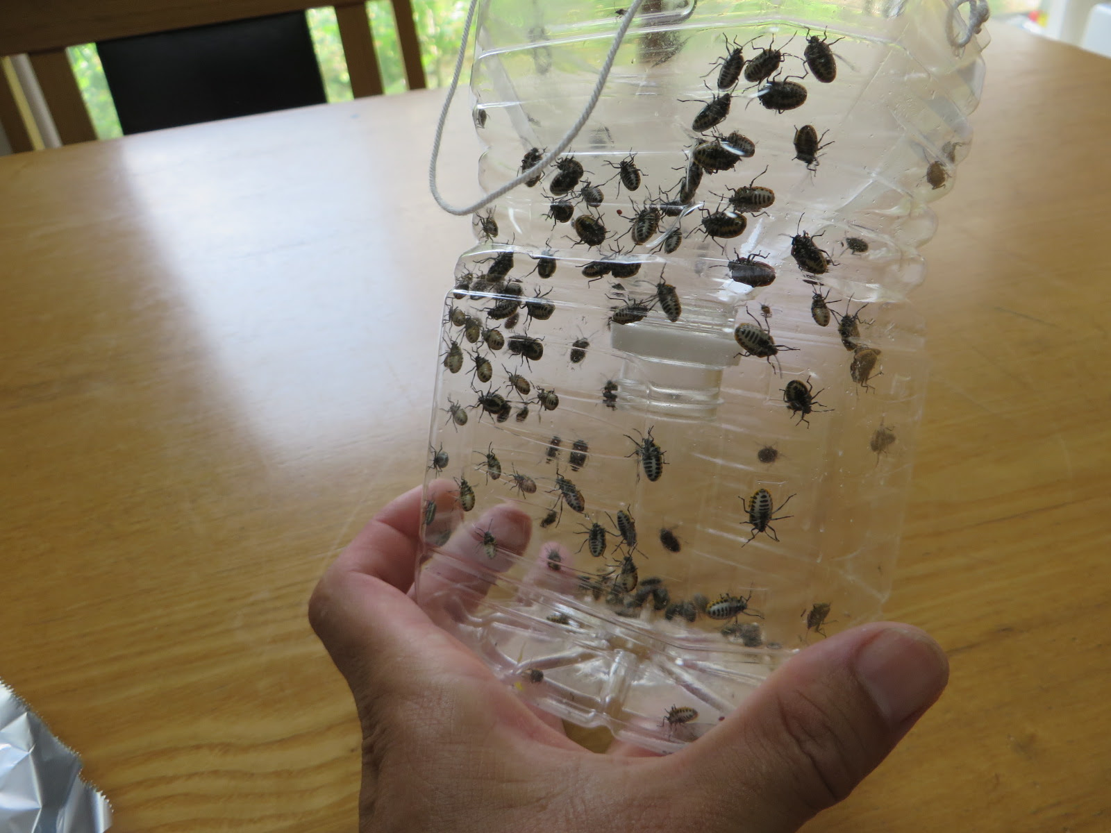 狩猟民族の館 Hunting Factory 過去最悪カメムシ被害