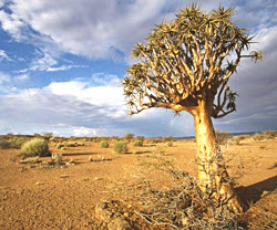 DESERT